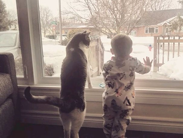baby, babies, cat with kids, cat with baby, cat, animal, awesome, cool, omg, sweet, cuttest cat, cat photo, cat images