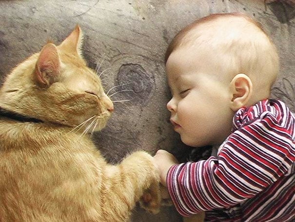 baby, babies, cat with kids, cat with baby, cat, animal, awesome, cool, omg, sweet, cuttest cat, cat photo, cat images