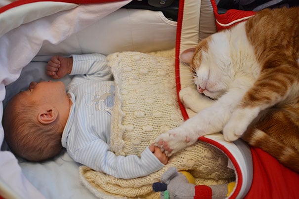 baby, babies, cat with kids, cat with baby, cat, animal, awesome, cool, omg, sweet, cuttest cat, cat photo, cat images