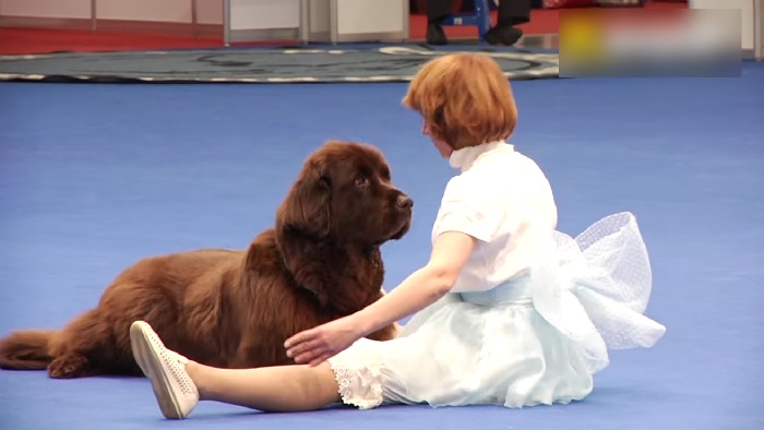 golden retriever dancing to grease