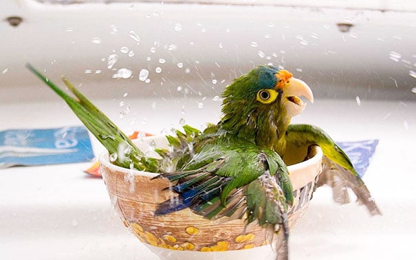 Animals, shower, bath, pics, photos, images, pets, cute, lovely, lol, photography, water, funny, fun, sweet, adorable, bird