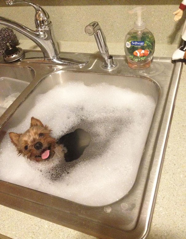 animals, shower, bath, pics, photos, images, pets, cute, lovely, lol, photography, water, funny, fun, sweet, adorable, bird
