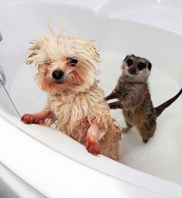 animals, shower, bath, pics, photos, images, pets, cute, lovely, lol, photography, water, funny, fun, sweet, adorable, bird