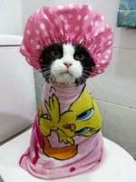 11 Bathing Animals That Will Put A Sweet Smile On Your Face