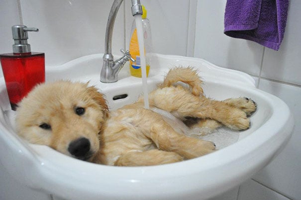 animals, shower, bath, pics, photos, images, pets, cute, lovely, lol, photography, water, funny, fun, sweet, adorable, bird