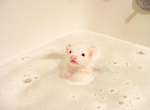 Animals, shower, bath, pics, photos, images, pets, cute, lovely, lol, photography, water, funny, fun, sweet, adorable, bird