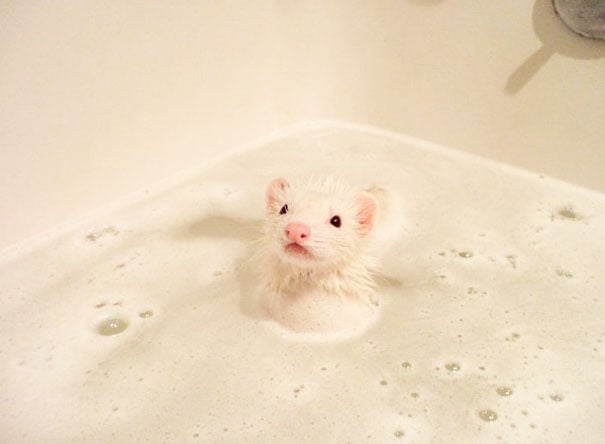 animals, shower, bath, pics, photos, images, pets, cute, lovely, lol, photography, water, funny, fun, sweet, adorable, bird