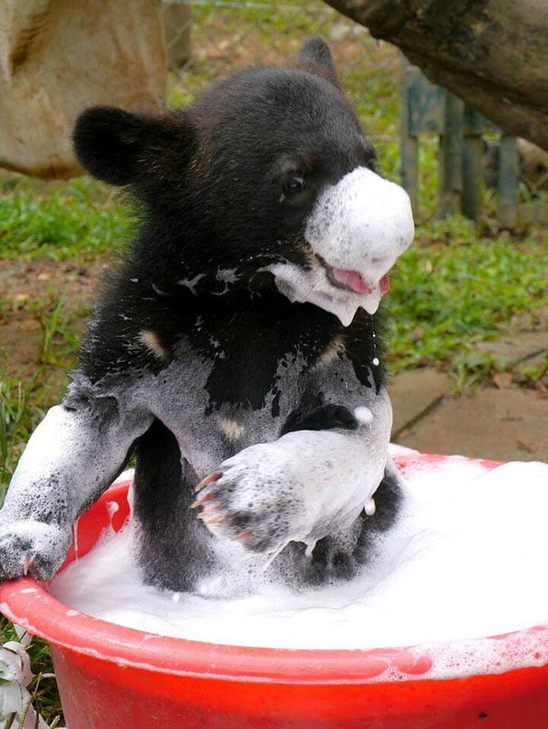 animals, shower, bath, pics, photos, images, pets, cute, lovely, lol, photography, water, funny, fun, sweet, adorable, bird