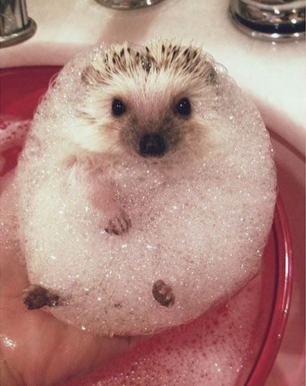 animals, shower, bath, pics, photos, images, pets, cute, lovely, lol, photography, water, funny, fun, sweet, adorable, bird