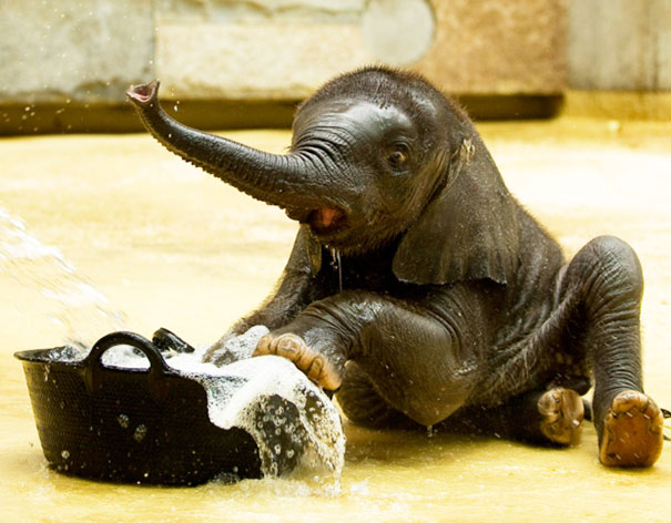animals, shower, bath, pics, photos, images, pets, cute, lovely, lol, photography, water, funny, fun, sweet, adorable, bird
