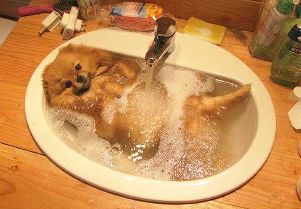 animals, shower, bath, pics, photos, images, pets, cute, lovely, lol, photography, water, funny, fun, sweet, adorable, bird
