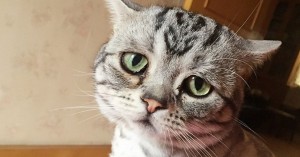 Cat, sad cat, saddest cat, china, instagram, viral, LUHU, trending, pets, social media, Saddest Cat on Instagram, Cute Cats, Cats Instagram, China Cats, Social Media Cats, Funny News, Weird Photos, kitty,
