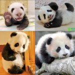 15 Amazing, Sweet Pictures Of Cute Baby Giant Panda Bear 12