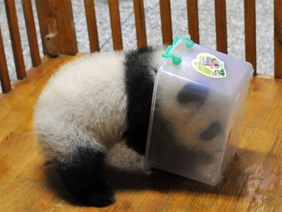 15 Amazing Sweet Pictures Of Cute Baby Giant Panda Bear Reckon Talk 15 Amazing Sweet Pictures Of Cute Baby Giant Panda Bear Reckon Talk