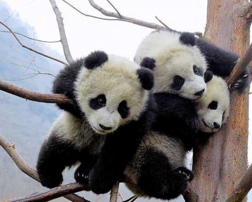 baby panda images, baby panda pic, baby panda wallpaper, baby, panda, my baby panda, baby koala, panda pictures, red baby panda, cute, funny, bear, panda bear, giant panda, red panda, cub, cute baby, cute pictures