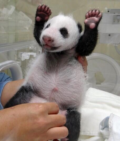 15 Amazing Sweet Pictures Of Cute Baby Giant Panda Bear Reckon Talk