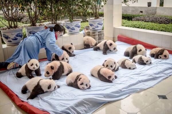 baby panda images, baby panda pic, baby panda wallpaper, baby, panda, my baby panda, baby koala, panda pictures, red baby panda, cute, funny, bear, panda bear, giant panda, red panda, cub, cute baby, cute pictures