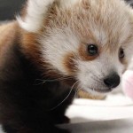 16 Amazing Facts And Cute Photo Of Red Panda (13)