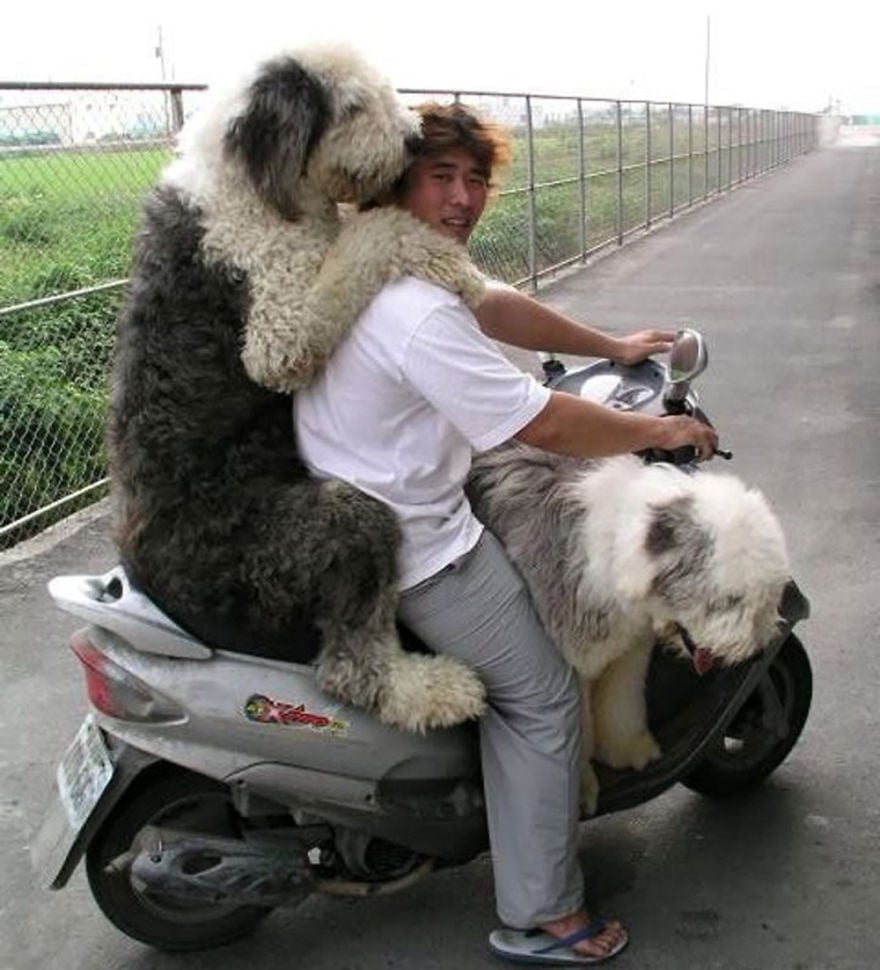 18 Funny Weird Crazy People On Motorcycles Bike Reckon Talk