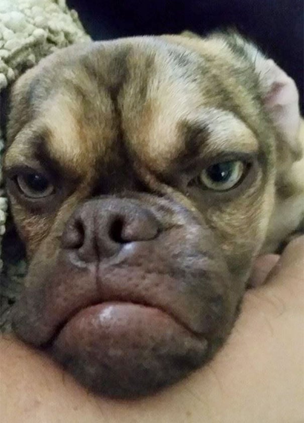 World's grumpiest dog, grumpy dog, grumpy dog meme, grumpy dog breeds, grumpy dog images, grumpy dog reddit, Grumpy Cat, funny dogs, viral, reddit