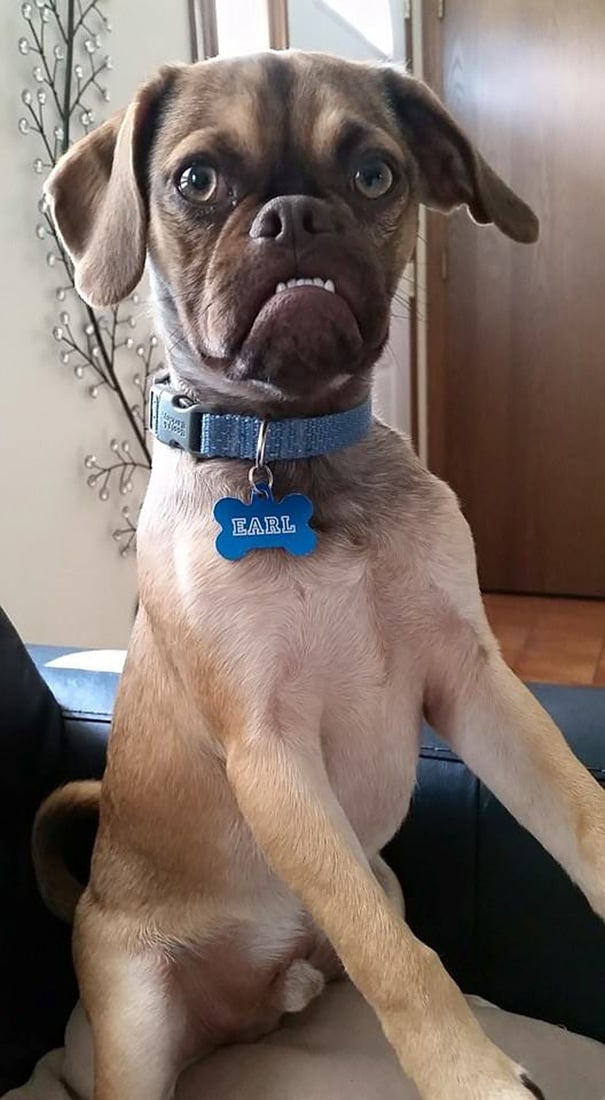 Grumpy Dog "EARL" Breaking The Goes Viral On Reddit Reckon Talk
