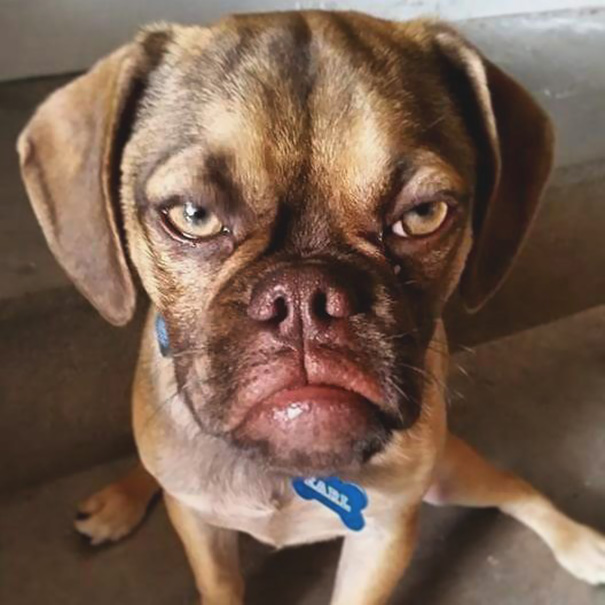 World's grumpiest dog, grumpy dog, grumpy dog meme, grumpy dog breeds, grumpy dog images, grumpy dog reddit, Grumpy Cat, funny dogs, viral, reddit