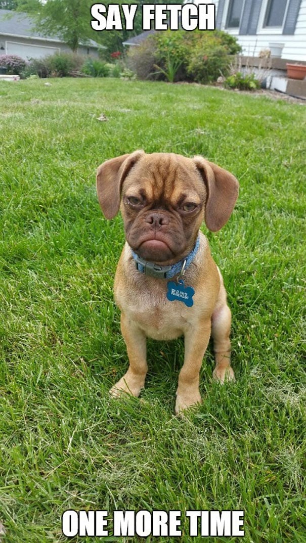 World's grumpiest dog, grumpy dog, grumpy dog meme, grumpy dog breeds, grumpy dog images, grumpy dog reddit, Grumpy Cat, funny dogs, viral, reddit