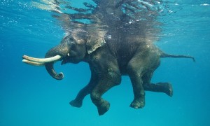Mammoth, elephant swimming pool, Japanese zoo, Elephants, Animal, Weird, Japan, elephant swimming, viral, elephant video