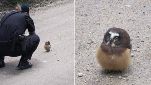 Viral Video, baby owl, Social Media, YouTube, Facebook, bird, funny owl, cute, amazing, awesome, BOULDER COUNTY SHERIFF'S OFFICE, COLORADO, NORTHERN SAW-WHET OWL