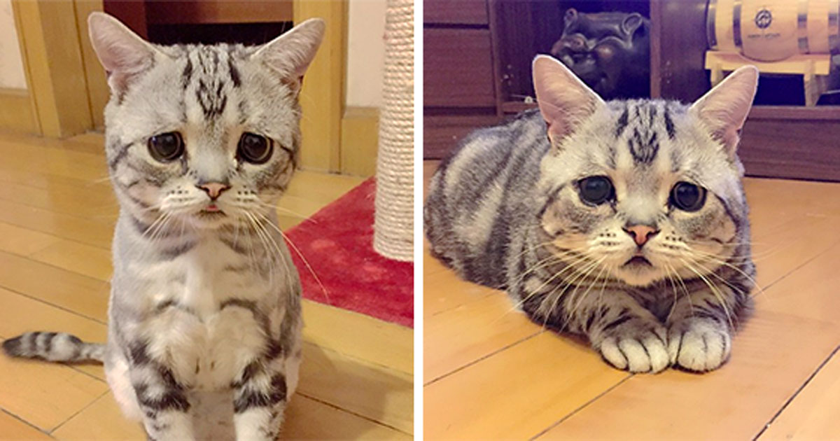 Cat, sad cat, saddest cat, china, instagram, viral, luhu, trending, pets, social media, saddest cat on instagram, cute cats, cats instagram, china cats, social media cats, funny news, weird photos, kitty,