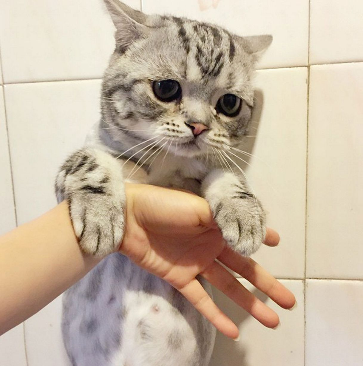 Cat, sad cat, saddest cat, china, instagram, viral, luhu, trending, pets, social media, saddest cat on instagram, cute cats, cats instagram, china cats, social media cats, funny news, weird photos, kitty,