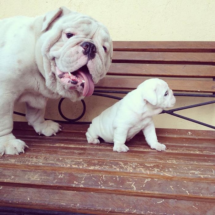 animals, dogs, cute, lovely, puppy, puppies, wow, photography, pics, awsome, little puppy, baby, animal baby, sweet