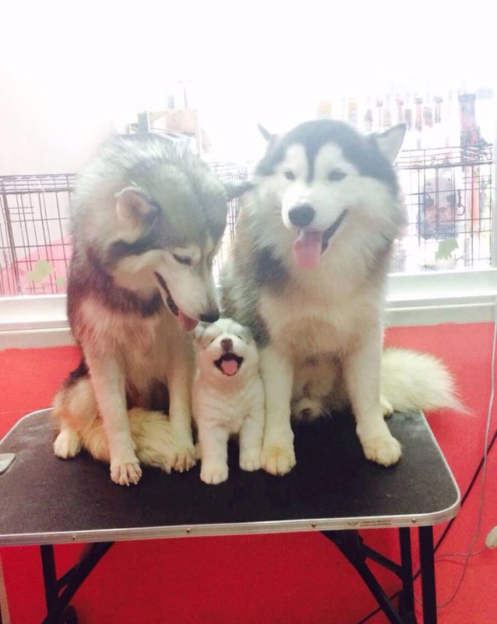 animals, dogs, cute, lovely, puppy, puppies, wow, photography, pics, awsome, little puppy, baby, animal baby, sweet