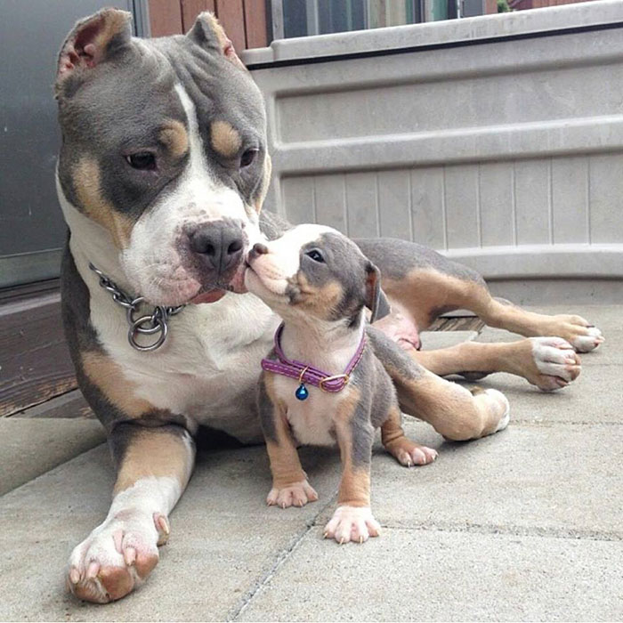 animals, dogs, cute, lovely, puppy, puppies, wow, photography, pics, awsome, little puppy, baby, animal baby, sweet