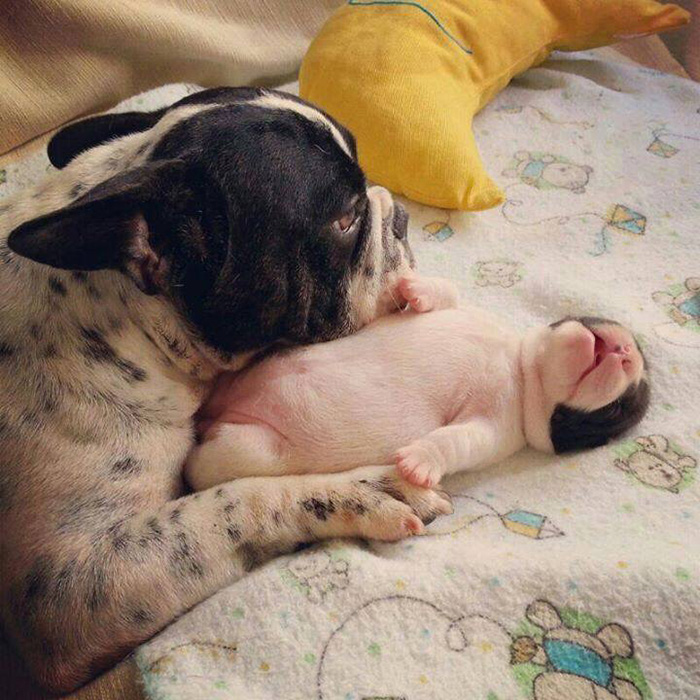 animals, dogs, cute, lovely, puppy, puppies, wow, photography, pics, awsome, little puppy, baby, animal baby, sweet