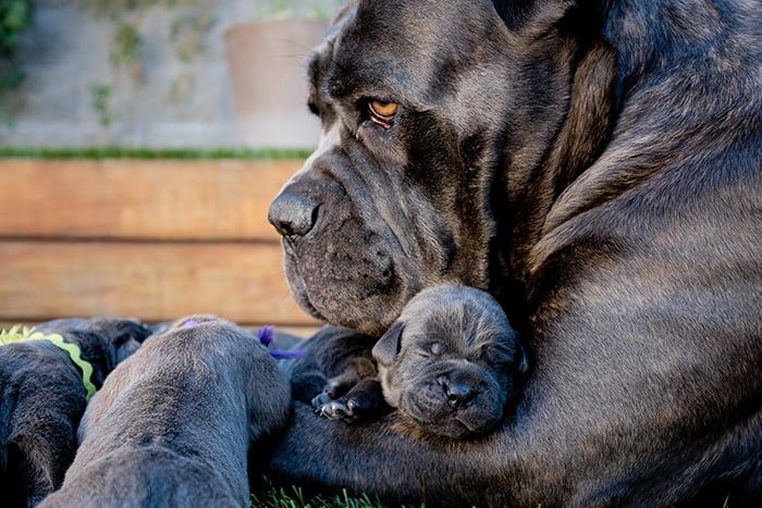 animals, dogs, cute, lovely, puppy, puppies, wow, photography, pics, awsome, little puppy, baby, animal baby, sweet