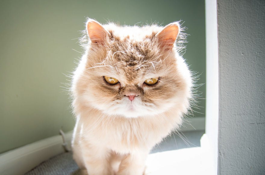 cats, photography, animal. moods, emotions, funny, amazing, awsome, wow, lol, funny, pussy, kitten, attitude