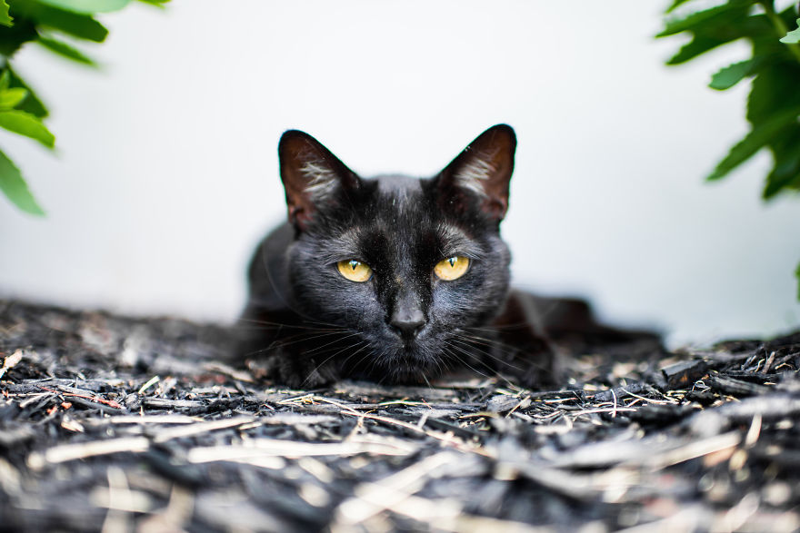cats, photography, animal. moods, emotions, funny, amazing, awsome, wow, lol, funny, pussy, kitten, attitude