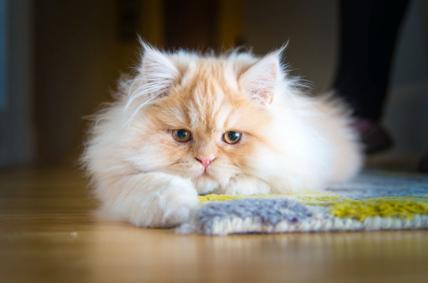 cats, photography, animal. moods, emotions, funny, amazing, awsome, wow, lol, funny, pussy, kitten, attitude