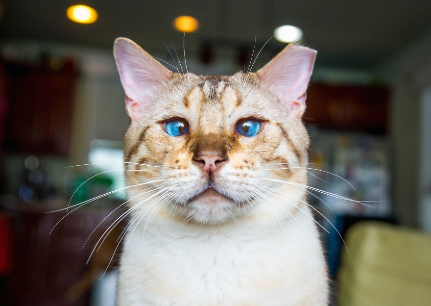 cats, photography, animal. moods, emotions, funny, amazing, awsome, wow, lol, funny, pussy, kitten, attitude
