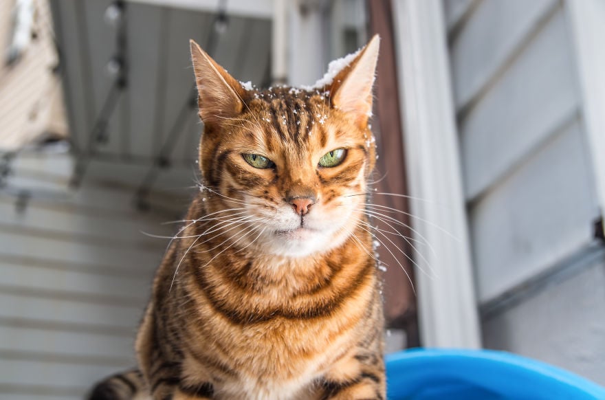 cats, photography, animal. moods, emotions, funny, amazing, awsome, wow, lol, funny, pussy, kitten, attitude