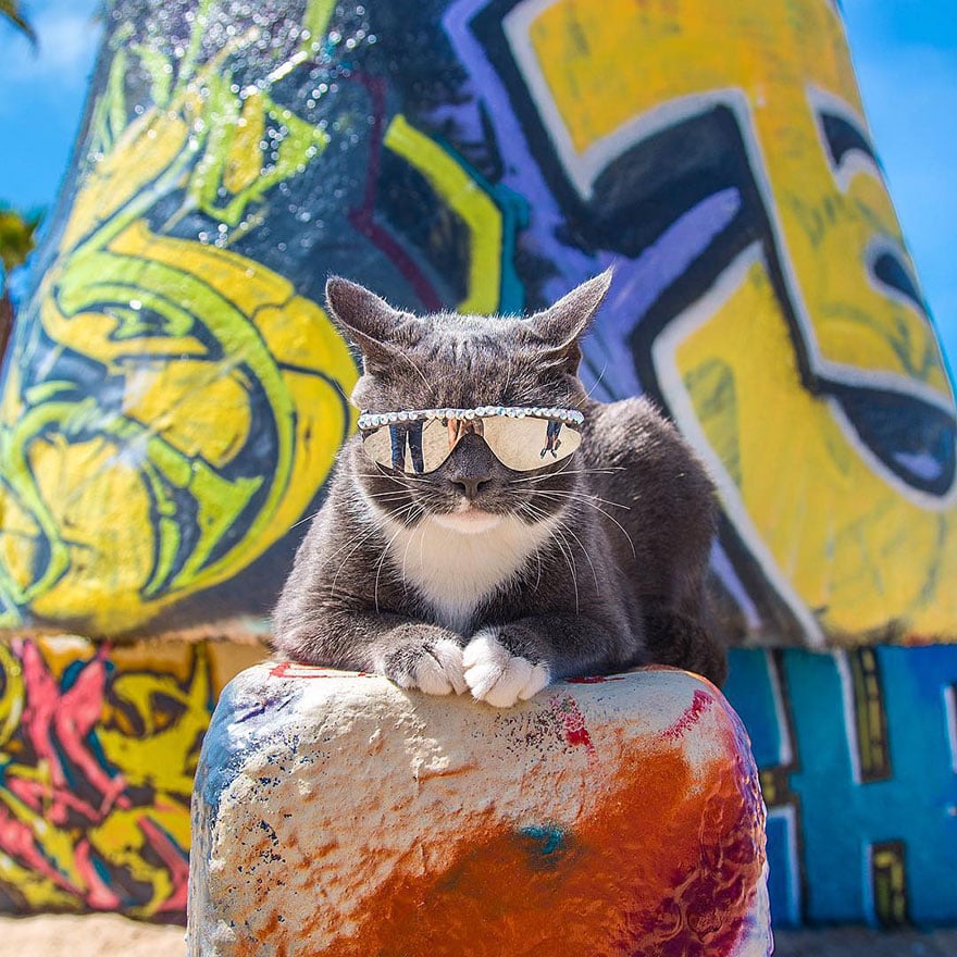 cats, photography, animal. moods, emotions, funny, amazing, awsome, wow, lol, funny, pussy, kitten, attitude