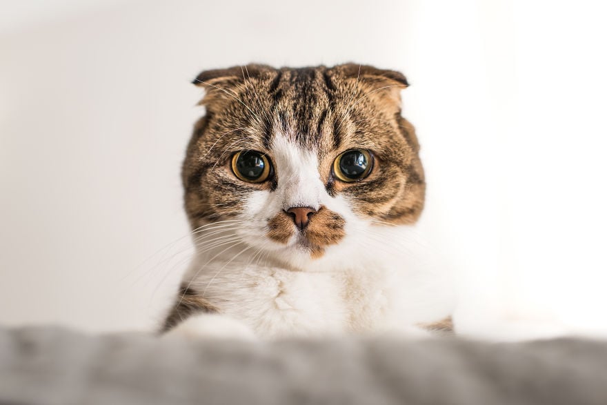cats, photography, animal. moods, emotions, funny, amazing, awsome, wow, lol, funny, pussy, kitten, attitude