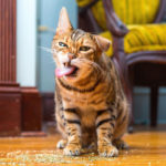 13 Pics That Showed Different Types of Moods of Cats | Some Are Very Funny