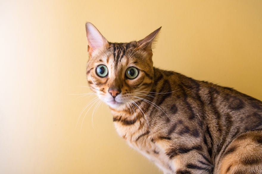 cats, photography, animal. moods, emotions, funny, amazing, awsome, wow, lol, funny, pussy, kitten, attitude