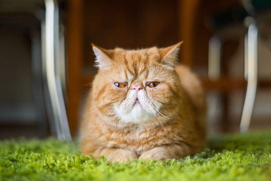 cats, photography, animal. moods, emotions, funny, amazing, awsome, wow, lol, funny, pussy, kitten, attitude