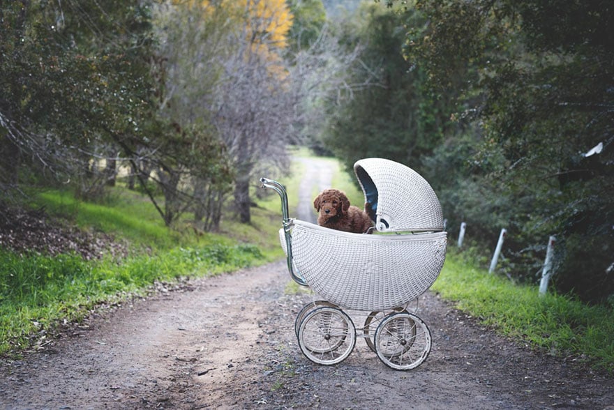 couple, newborn, dog, elisha minnette, photography, Abby Lee, Matt Kay, Australian couple, new mom, new dad, baby, animal, pet, Humphry, Humphry dog, Photoshoot, photographer, idea, creative, creativity, cute dog, family, loving and adorable, groodle