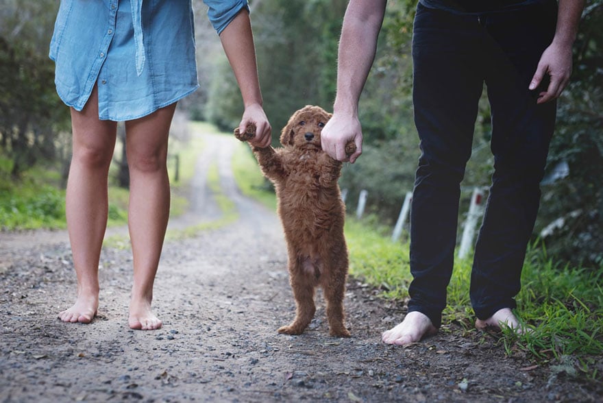 Couple, newborn, dog, elisha minnette, photography, abby lee, matt kay, australian couple, new mom, new dad, baby, animal, pet, humphry, humphry dog, photoshoot, photographer, idea, creative, creativity, cute dog, family, loving and adorable, groodle