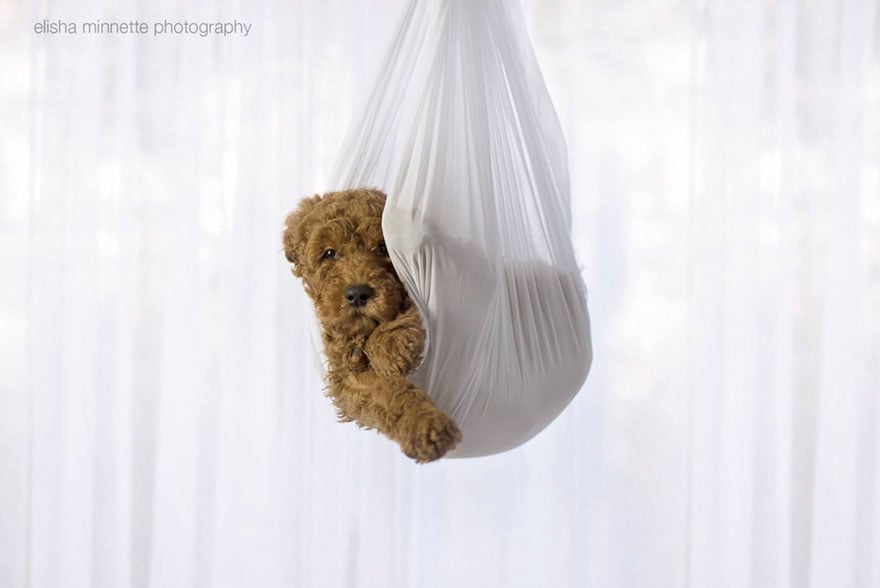 couple, newborn, dog, elisha minnette, photography, Abby Lee, Matt Kay, Australian couple, new mom, new dad, baby, animal, pet, Humphry, Humphry dog, Photoshoot, photographer, idea, creative, creativity, cute dog, family, loving and adorable, groodle