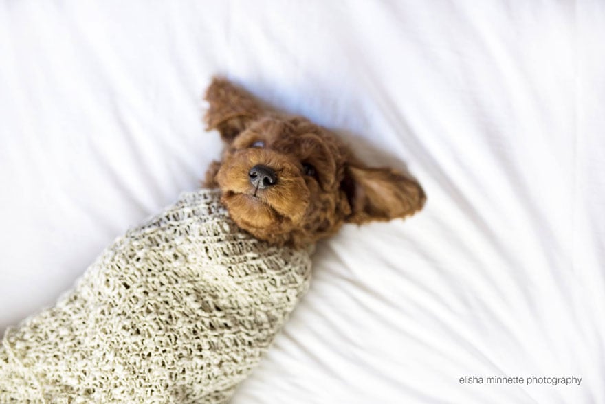 couple, newborn, dog, elisha minnette, photography, Abby Lee, Matt Kay, Australian couple, new mom, new dad, baby, animal, pet, Humphry, Humphry dog, Photoshoot, photographer, idea, creative, creativity, cute dog, family, loving and adorable, groodle
